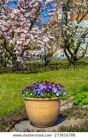 Purple pansy flowers in the big flowerpot and blooming magnolia
