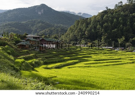 Scenery of golden rice field in late cold season at Mae Klang Luang village located along the road from Jomthong district to the top of Doi Inthanon, Chiangmai, Northern of Thailand.