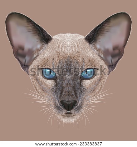 Illustrative Portrait of Siamese Kitten. Cute Domestic Blue point kitten with blue eyes.