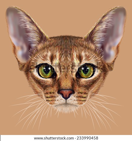 Illustrative Portrait of Abyssinian Cat. Cute breed of domestic short haired cat with a distinctive rubby \