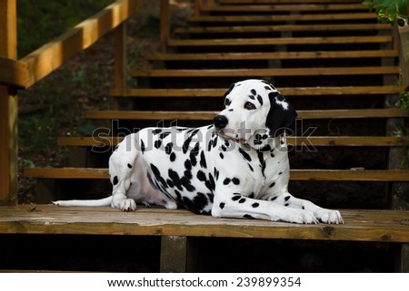 Dalmatian dog lying on the wooden stairs