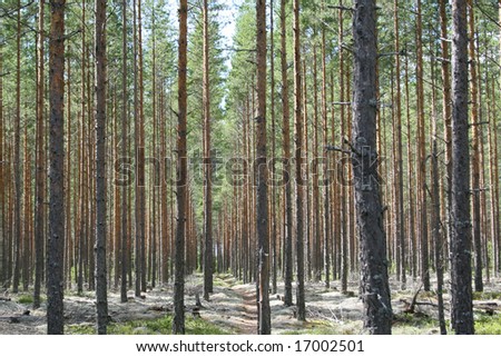 Nordic Forest