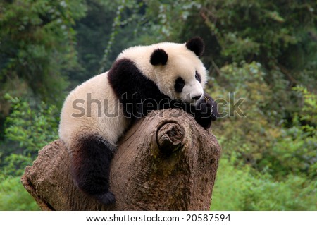 Cute panda chewing a stick on tree