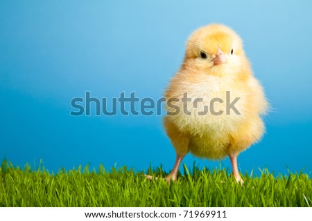 [Obrazek: stock-photo-easter-eggs-and-chickens-on-...969911.jpg]