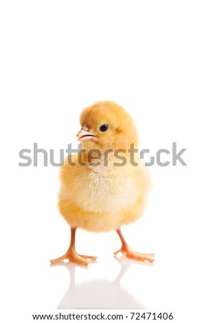 [Obrazek: stock-photo-little-chicken-animal-isolat...471406.jpg]