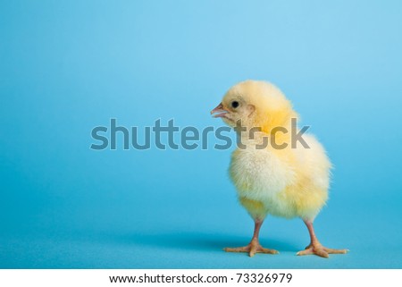 [Obrazek: stock-photo-easter-eggs-and-chickens-on-...326979.jpg]