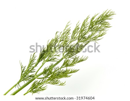 Dill weed
