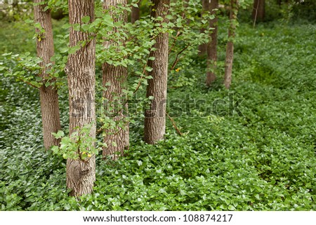 Small grove of trees with slender straight trunks
