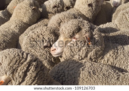 Australian Merino Sheep