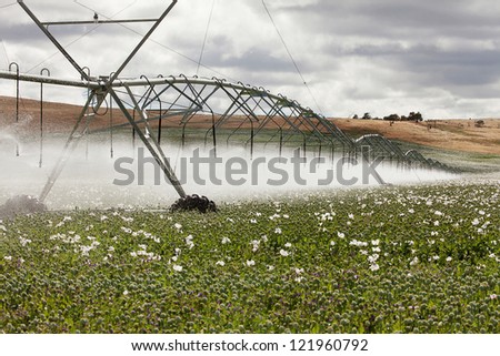 Field of commercially grown Poppies for pharmaceutical production