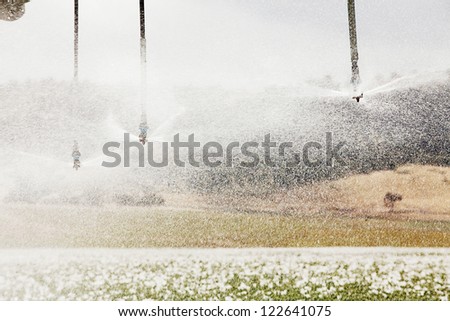 Field of commercially grown Poppies for pharmaceutical production with sprinkler and water spray