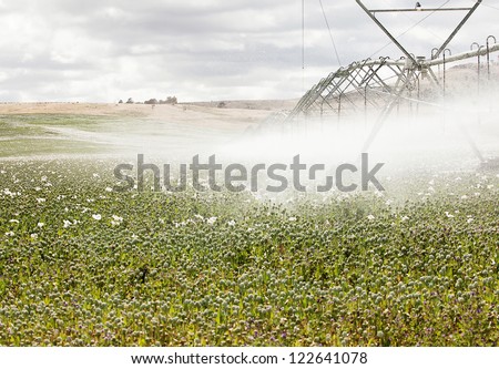 Field of commercially grown Poppies for pharmaceutical production with sprinkler and water spray