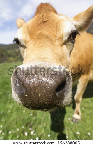 Close up of head and face of a Jersey Cow on a farm