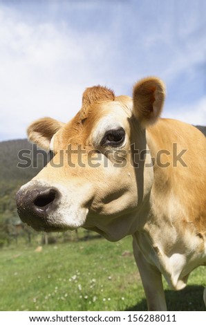 Close up of head and face of a Jersey Cow on a farm