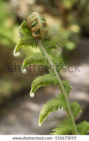 Close up detail of Tree Fern frond uncurling