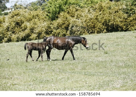 Small group of horses in a rural paddock in New South Wales, Australia