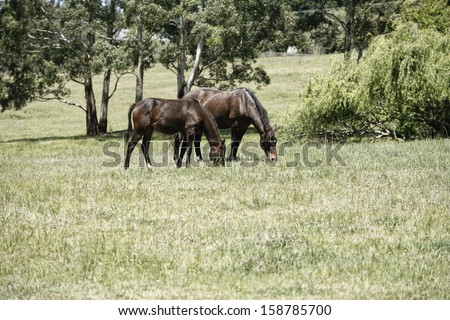 Small group of horses in a rural paddock in New South Wales, Australia