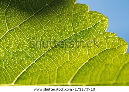 Close up detail of Grapevine Leaf with sun shining through the leaf highlighting the leaf veins