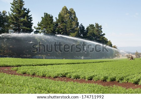 Field of Carrots with irrigation sprinkler watering the plants