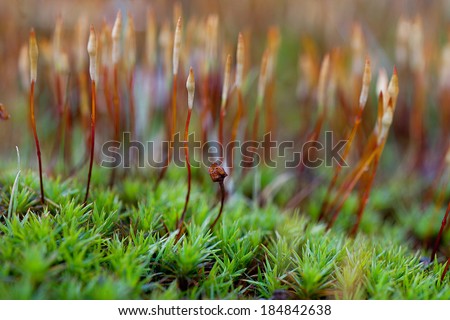 Macro close up of tiny green plant and plant stalks