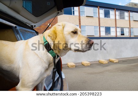 Police sniffer dog during a training exercise with sample packages
