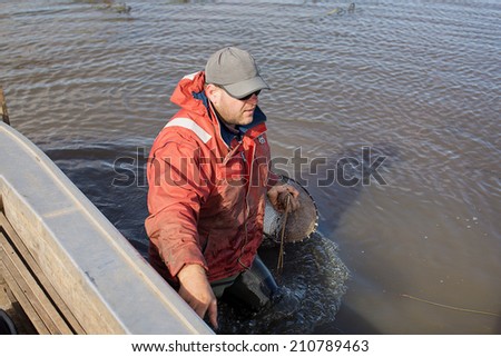Professional Eel Fisherman hauling in his nets and collecting the fish