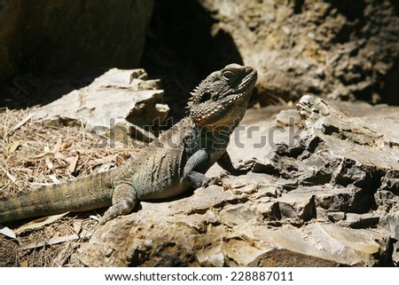Australian Bearded Dragon Lizard sunning itself on a rock