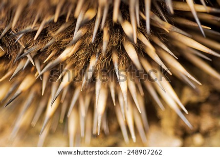 close up detail of the quils of the Echidna, sometimes known as spiny anteaters, belong to the family Tachyglossidae in the monotreme order of egg-laying mammals.
