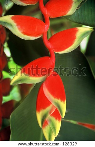 Crab Claws, also known as Hanging Lobster Claw (Heliconia rostrata)