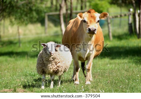 Cow and Sheep standing side by side in the field