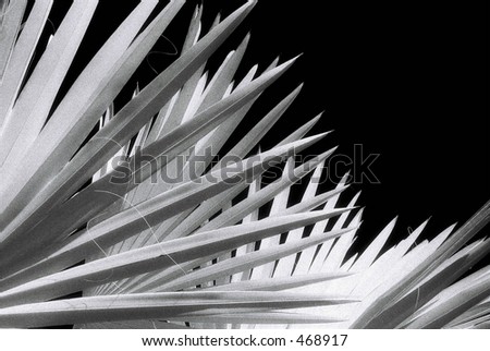 Black and White Infra Red image of Palm Fronds. Infra Red film has significant grain.