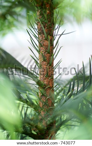 The Wollemi Pine(Wollemia nobilis )the \'Dinosaur tree\' or \'living fossil\', one of the greatest botanical discoveries of our time.