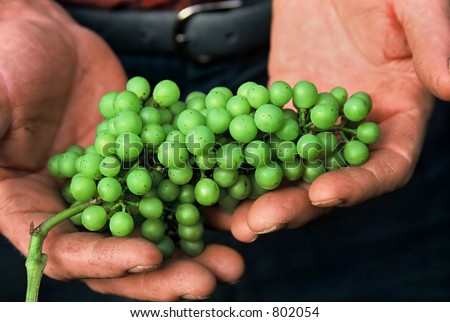 Wine maker lovingly holds a bunch of White Wine grapes in his hands
