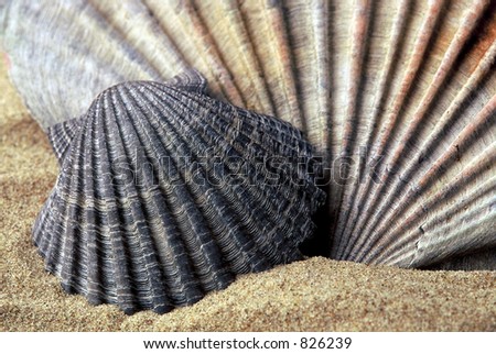Close up still life of Sea Shells on the beach