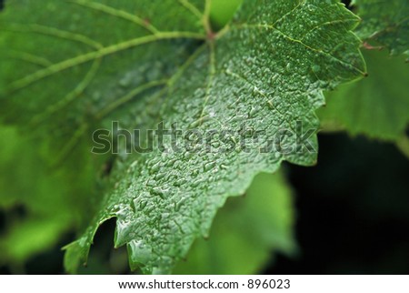Close up detail of Grape Vine leaf with early morning dew still clinging to the surface of the leaf