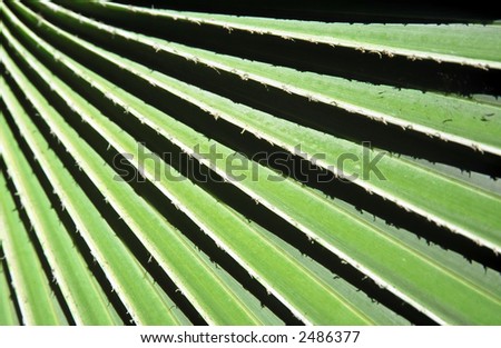 Light and shade patterns formed on large Palm leaf