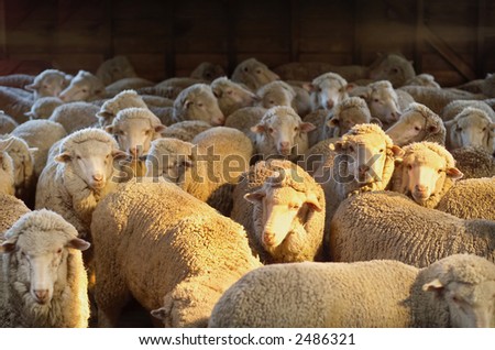 Australian Merino sheep inside shearing shed on farm
