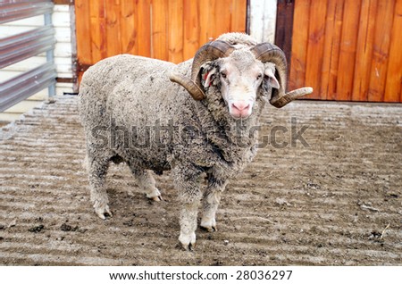 A Saxon Merino Ram, famous for producing the best superfine wool in the world