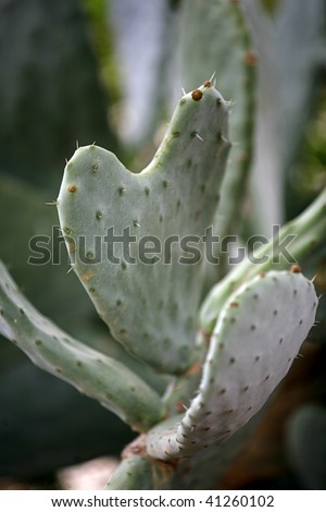 Detail of Heart Shaped Cactus leaf on large Cactus plant
