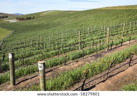 Rows of wine grape vines in Winter time, Yarra Valley, Australia