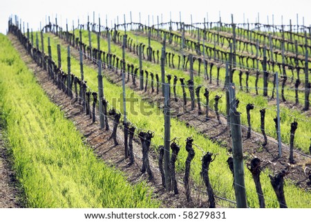 Rows of wine grape vines in Winter time, Yarra Valley, Australia