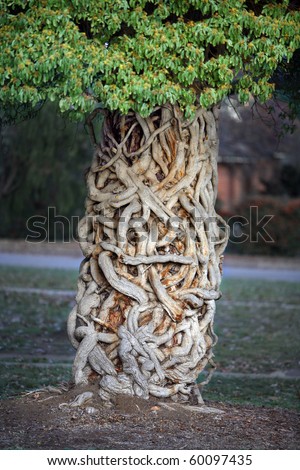 Amazing fairytale tree with twisting vine growing on tree trunk