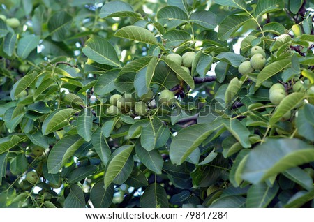 Walnut tree heavily laden with green Walnuts