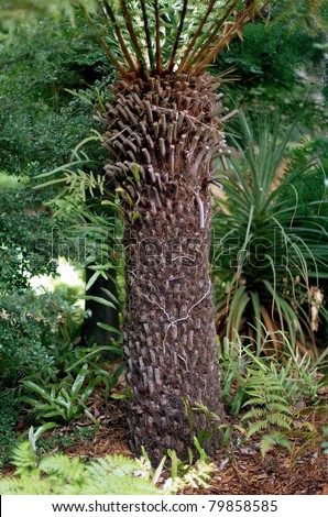 View of mature Tasmanian tree Ferns, known as the Soft Tree Fern, Man Fern or Tasmanian Tree Fern, is an evergreen tree fern native to parts of Australia
