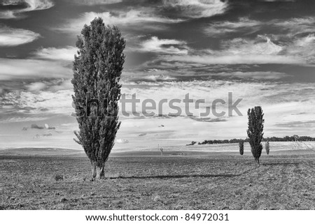 Poplar trees growing in rural farm paddock, with very dramatic sky and cloud formations in Black and White