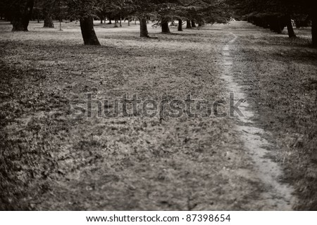 A track worn by foot traffic through a grove of trees in a parkland