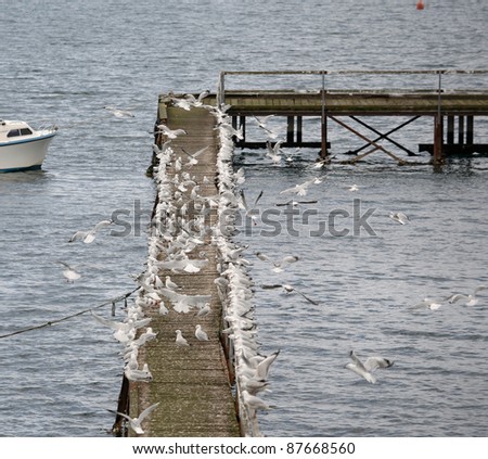 A very large flock of Seagulls on a jetty taking off and in flight