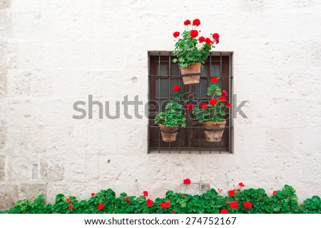 Background - White vintage wall with classic window and red flow