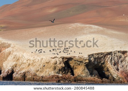 Peru\'s Pelican fly over desert moutain, Islas Ballestas , Paracus, Peru