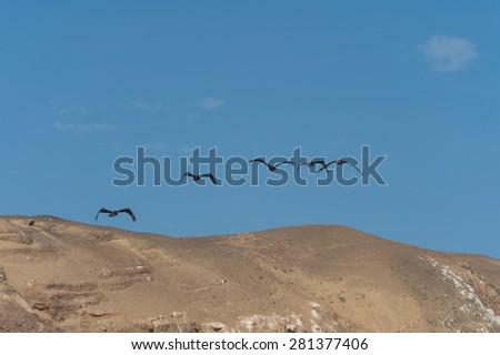 Peru\'s Pelican fly over desert moutain, Islas Ballestas , Paracu